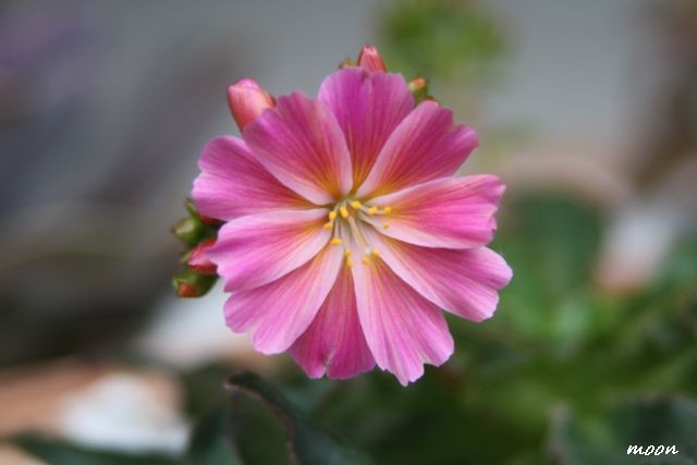 Lewisia
